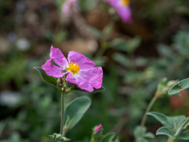 istock wild plants. self-growing pink flowers in nature. 1406045519