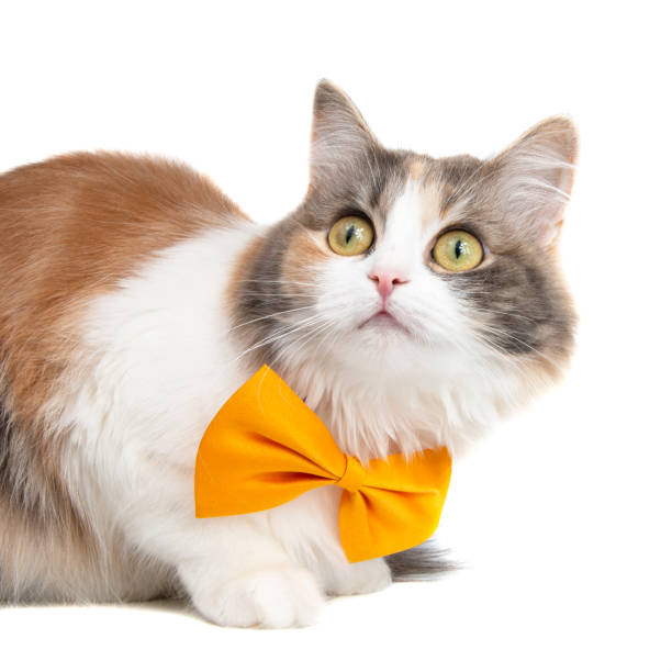 istock Cute funny fluffy cat beautiful with  bow tie isolated on the white background 1406046130