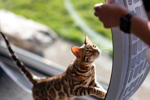 A shot of a cute bengal cat walking across a cat exercise wheel at a home in Northeastern England.