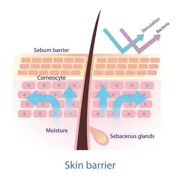 Vector illustration of Healthy protective skin barrier vector on white background.