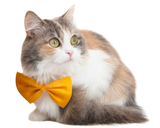 istock Cute funny fluffy cat beautiful with  bow tie isolated on the white background 1406046745