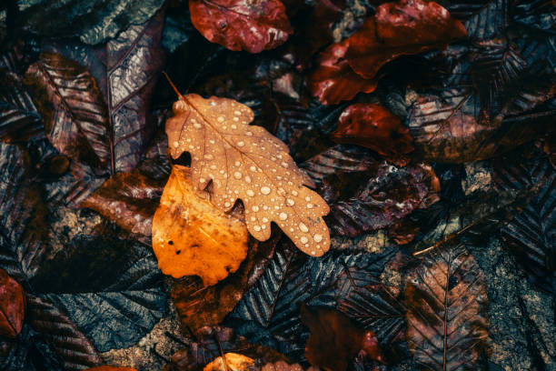 istock A carpet of fallen leaves in autumn 1406046766