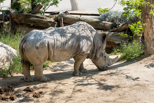 The white rhinoceros Ceratotherium simum named Pedro from the Barcelona Zoo.