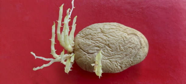 Vegetable-Potato Sprouted stock photo