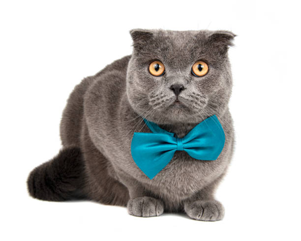 istock British gray cat beautiful isolated on the white background 1406047574