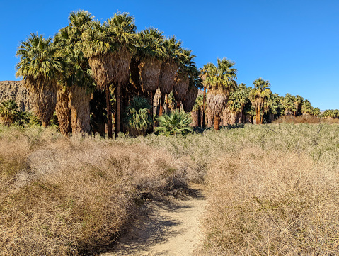 Coachella Valley Preserve near Desert Hot Springs and Indio California