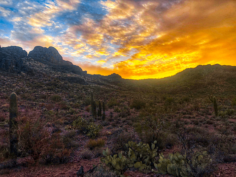 Sunsetting behind Safford Peak Mountain Range with wide-open desert filled with saguaros, prickly pear, and other cacti. Clouds highlight the oranges and pinks that are starting to dance across the sky in the Sonoran Desert.