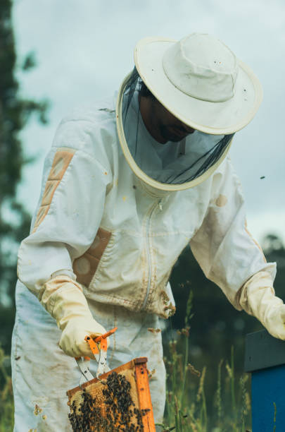 istock beekeeper holding a frame of bees. vertical 1406047991