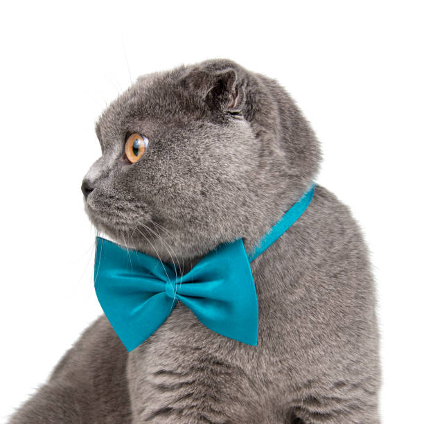 istock Blue funny british cat beautiful with  bow tie isolated on the white background 1406048111