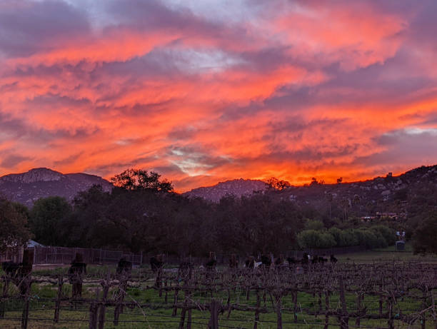 Sunset glow over hills and vineyard  in Southern California near Julian and Escondido Sunset glow over hills and vineyard  in Southern California near Julian and Escondido julian california stock pictures, royalty-free photos & images