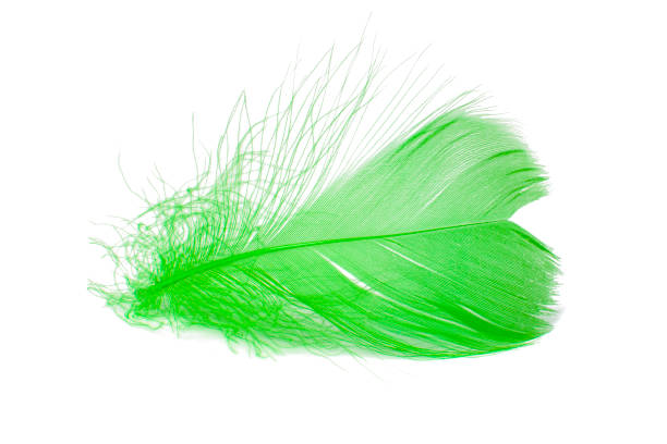 istock Elegant feather fluffy soft isolated on the white background 1406048844