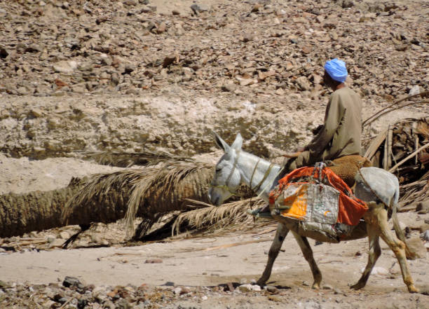 Nile, Egypt - March 30 2015. A man in traditional Egyptian clothes riding on his light grey donkey. He wears a blue turban and a brown jellabiya (jalabiya, or galabeya). On the side a colorful bag