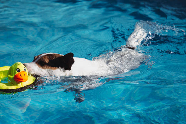 istock Dog swimming in pool 1406050109
