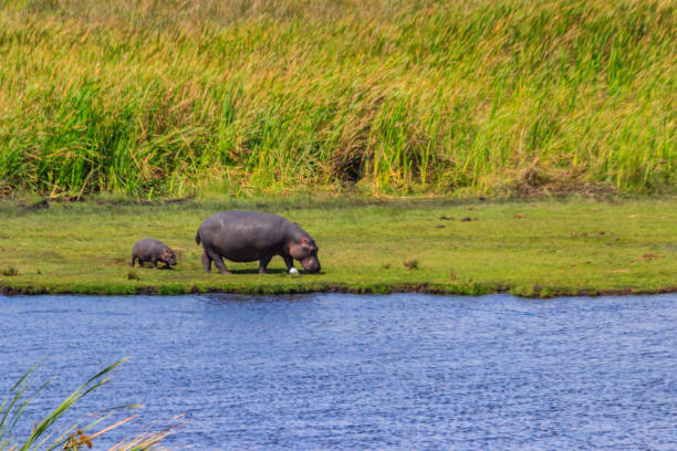 mère et bébé hippopotame (hippopotamus amphibius) marchant sur une rive du lac dans le parc national du cratère du ngorongoro, en tanzanie - lake volcano volcanic crater riverbank photos et images de collection