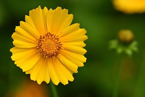 Field with yellow dandelions against blue sky and sun beams. Spring background. Soft focus