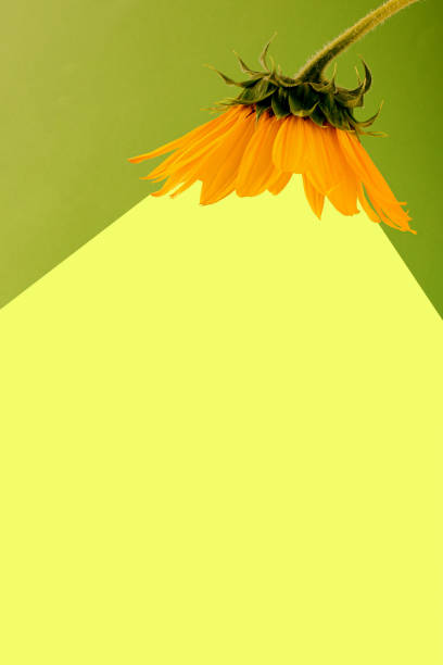 Sunflower like a lamp. A place to write. Summer concept