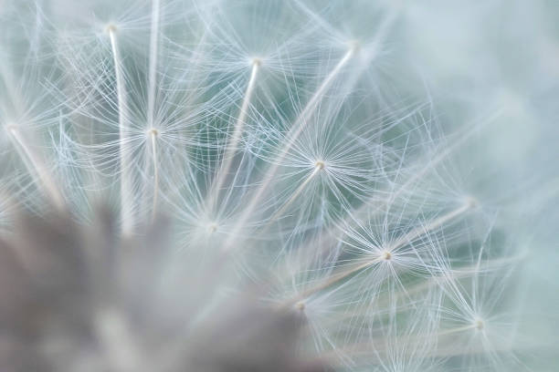 istock Abstract dandelion background. artistic nature closeup. Spring summer background. Close up dandelion seeds 1406051551