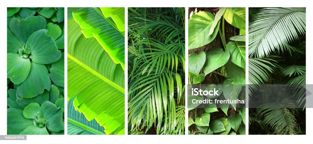 Vertical banners with lush tropical foliage. Tropical plants with green leaves in a exotical garden Vertical banners with lush tropical foliage. Tropical plants with green leaves in a exotical garden. Nature backgrounds with copy space for text Fern Stock Photo
