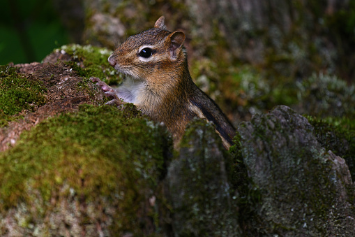 Close-up of eastern chipmunk coming out of tree stump in summer. Twenty-four of the world's 25 chipmunk species live in North America, but only this species is found in the east. The chipmunk is one of the most curious animals, fascinated by human doings. They can even seem to enjoy human company. Taken in Connecticut's northwest hills.