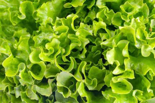istock Green fresh curly lettuce leaves isolated on white background 1406053775