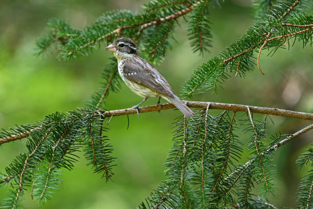 istock Female rose-breasted grosbeak in spruce tree 1406054308
