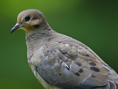 Mourning dove close-up, showing feather detail, with copy space on upper right