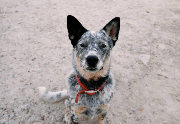 istock Blue Heeler cattle dog portrait closeup sitting 1406055608