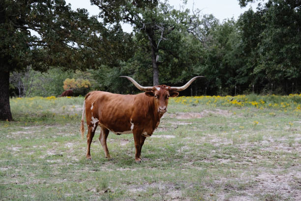 istock Texas longhorn cow in rural pasture 1406055624