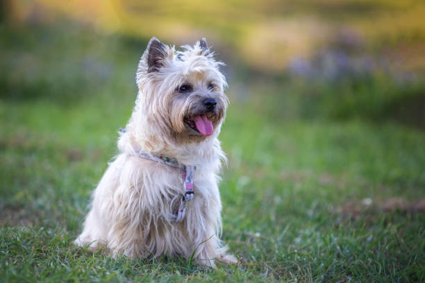 istock Cairn Terrier in nature 1406056999