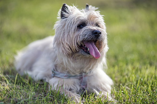 Yorkshire Terrier has tongue out.