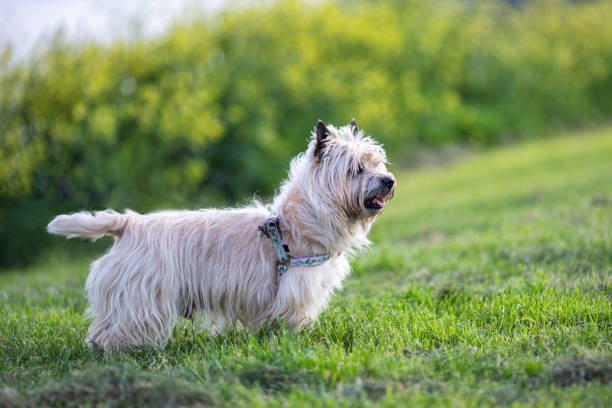 istock Cairn Terrier in nature 1406057027