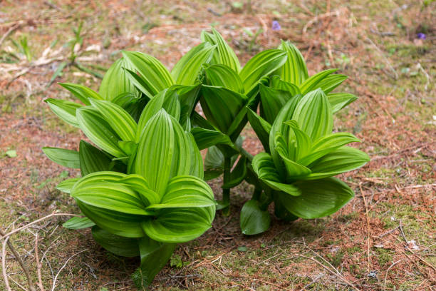 istock False Hellebore, Corn Lily (Veratrum lobelianum), fam. Melanthiaceae or Liliaceae in mountain meadows 1406059437