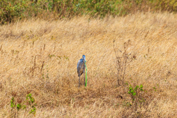 héron à tête noire (ardea melanocephala) mangeant un serpent mamba vert de l’est (dendroaspis angusticeps) dans l’herbe sèche dans le parc national du cratère du ngorongoro, tanzanie - angusticeps photos et images de collection