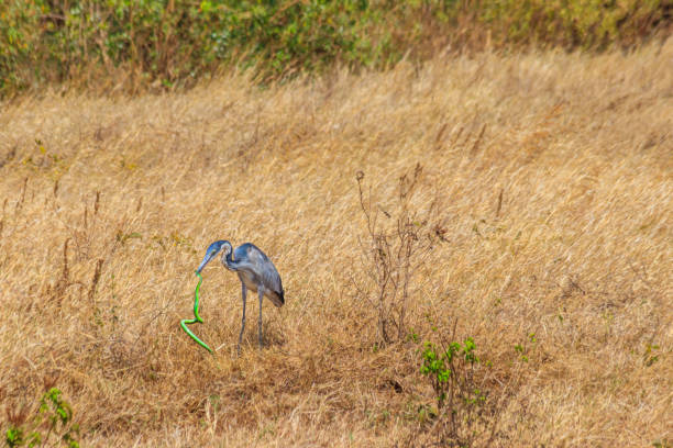 héron à tête noire (ardea melanocephala) mangeant le mamba vert de l’est (dendroaspis angusticeps) serpent dans l’herbe sèche dans le parc national du cratère du ngorongoro, tanzanie - angusticeps photos et images de collection