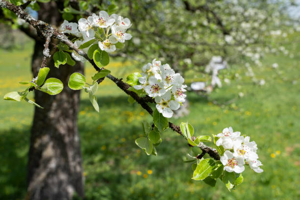 zweig eines alten birnbaums mit drei blütentrauben - pear tree stock-fotos und bilder