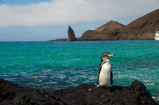 Wild gentoo penguins standing on Antarctica beach where a small number of other penguins are in the background.