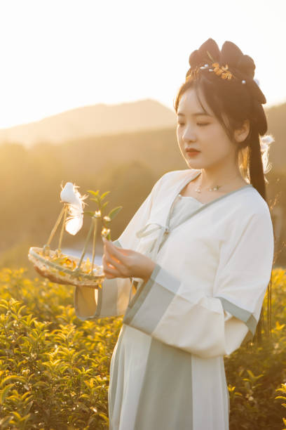 istock Hanfu beauties picking tea at sunset 1406060875