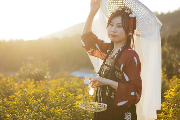 Hanfu beauties picking tea at sunset