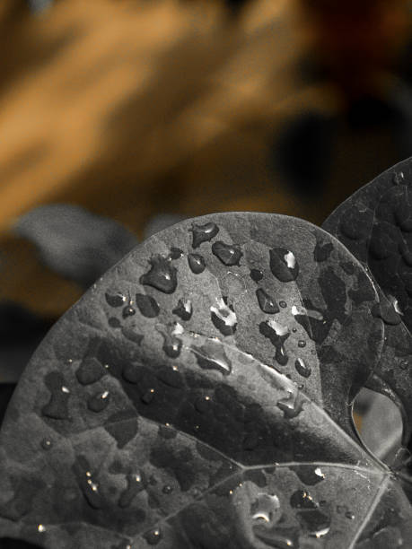 istock Rain Drops on the dark black leaf after rain 1406061138