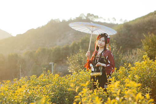 Hanfu beauties picking tea at sunset
