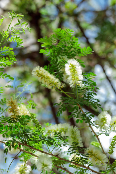 istock Tropical growing flower with green leaves nature texture pattern 1406061180