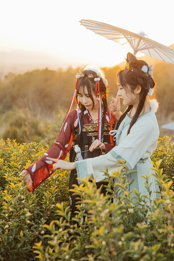 Two beauties are picking tea and having fun in the tea mountain at sunset