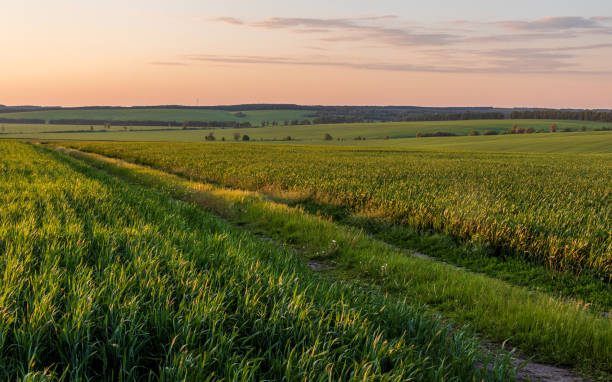 istock Landscape view of green fields with wheat in Ukraine 1406062610