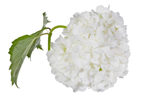 istock white flower sphere with green leaves 1406063309