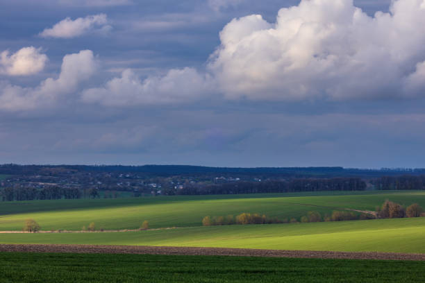 Landscape view of green fields with wheat under sky