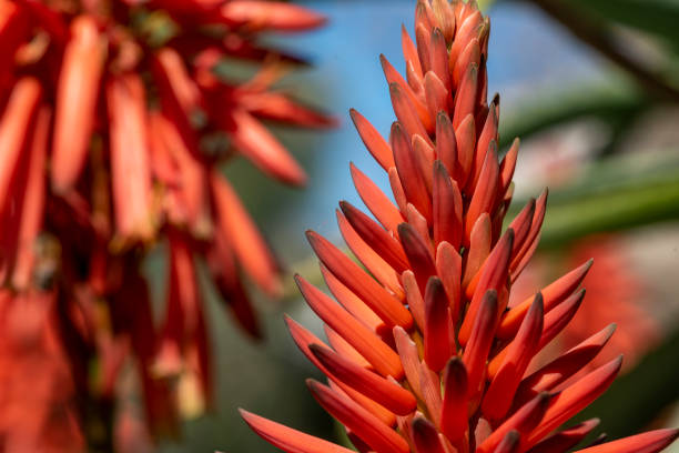 Aloe at sunrise.
