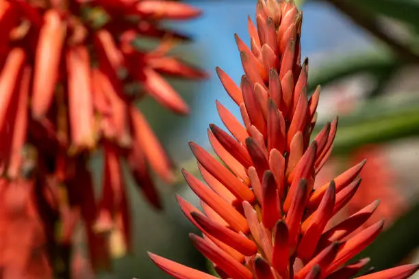 Photo of Aloe flower in its splendid color