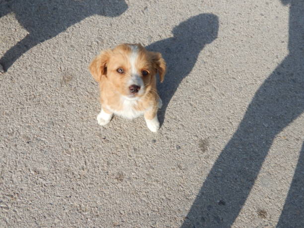 istock Cute little puppy portrait 1406066669