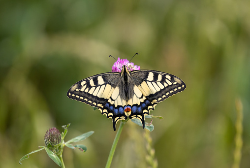 Papilio machaon, the Old World swallowtail sitting on red clover.