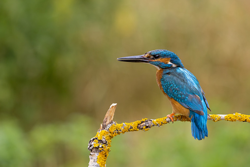 Male common kingfisher (Alcedo atthis) perching on a poplar branch.